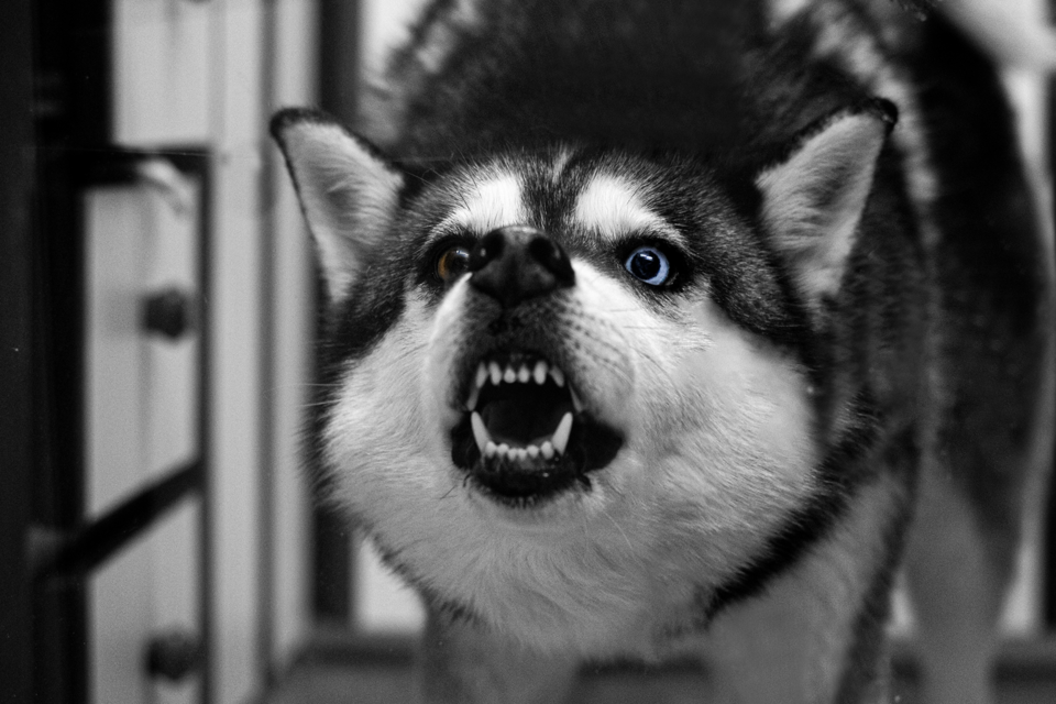 Injured in a Dog Attack. Can I Sue? - Tindall Gask Bentley Lawyers