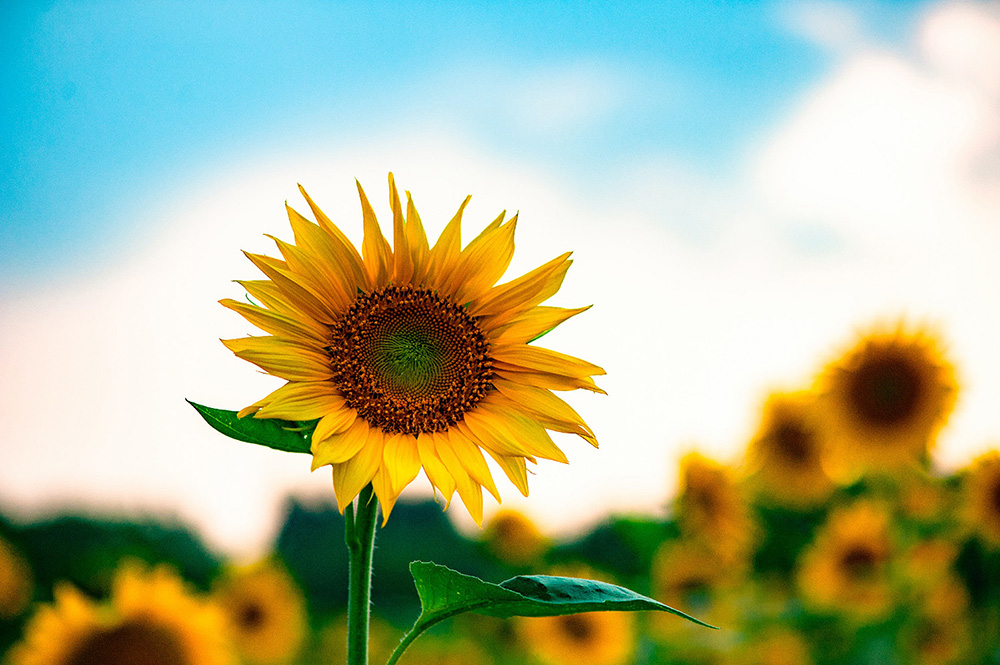 family law sunflower