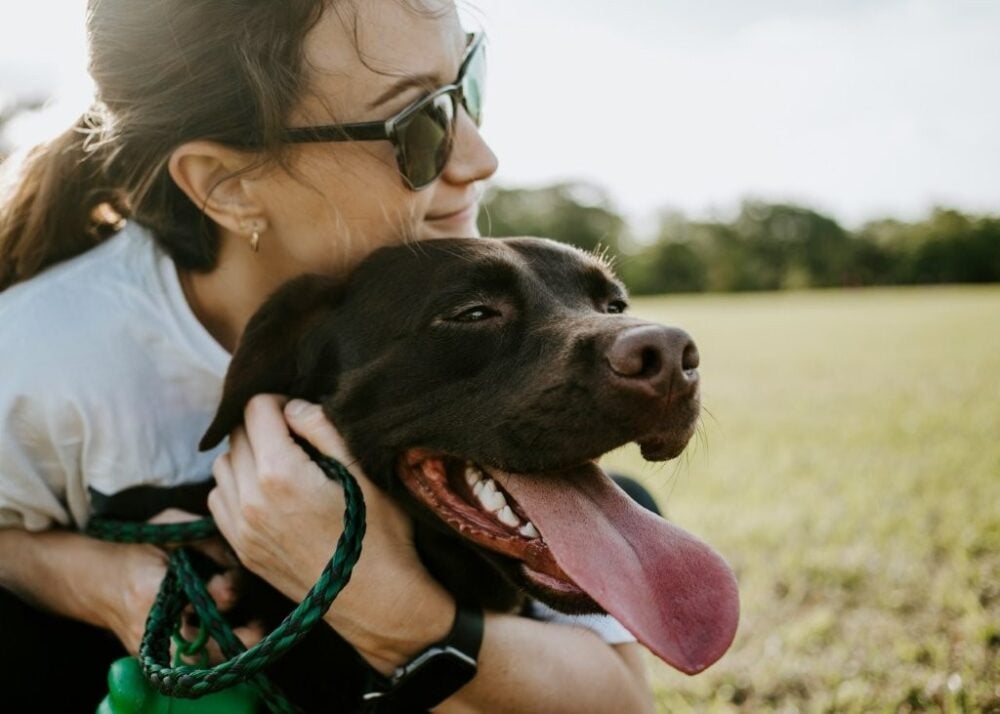 pets and family law